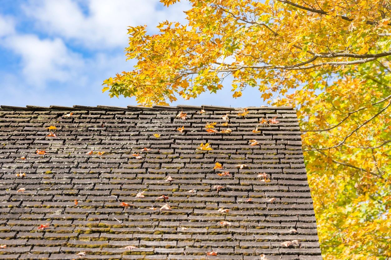 A roof with leaves on it and the sky in the background